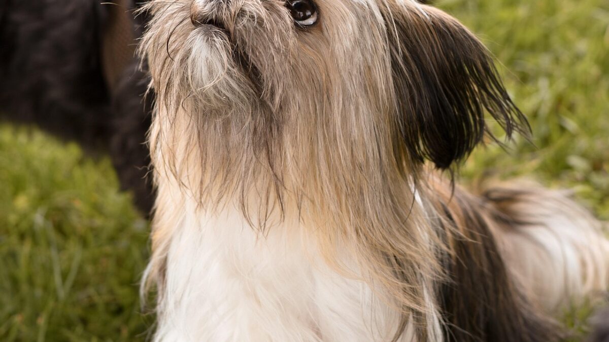 Petit chien à poil long, blanc, beige et noir, debout sur l'herbe, levant les yeux vers le haut, avec deux chiens sombres flous à l'arrière-plan.