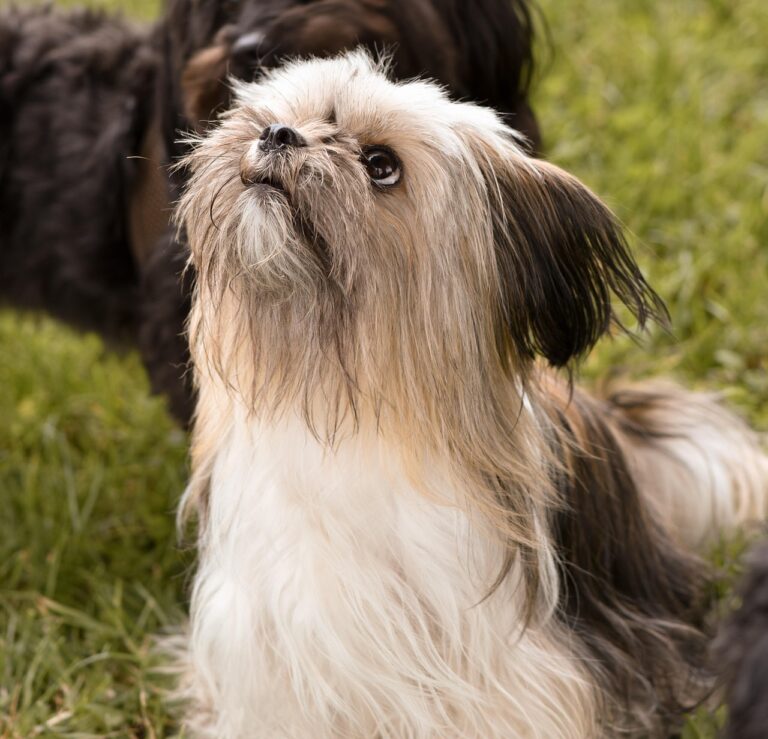 “These Loyal Companions Steal Your Heart, Then Leave It Shattered”: Discover the 10 Dog Breeds That Depart Far Too Soon