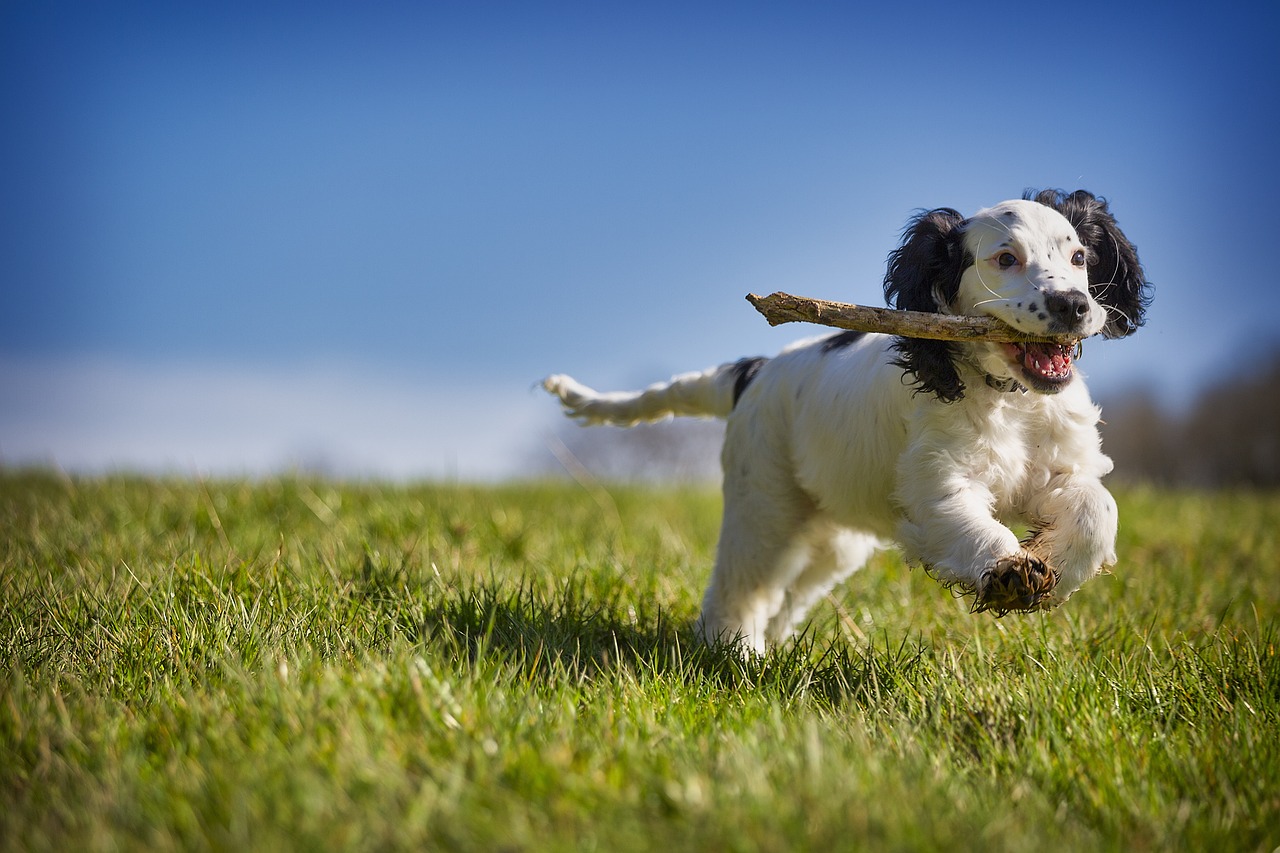“Your Pooch Will Thank You”: Discover These 10 Dog Breeds That Thrive on Summer Adventures with Endless Fun Guaranteed