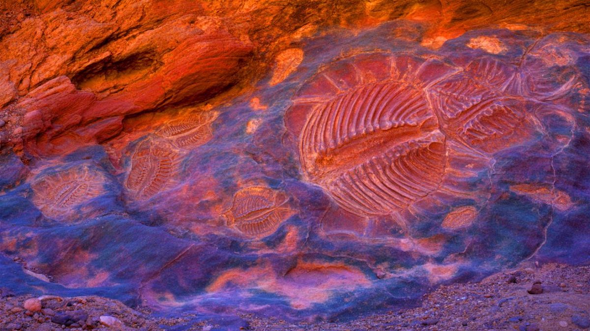 Illustration of ancient marine fossils discovered in the Grand Canyon revealing unexpected evolutionary complexities.