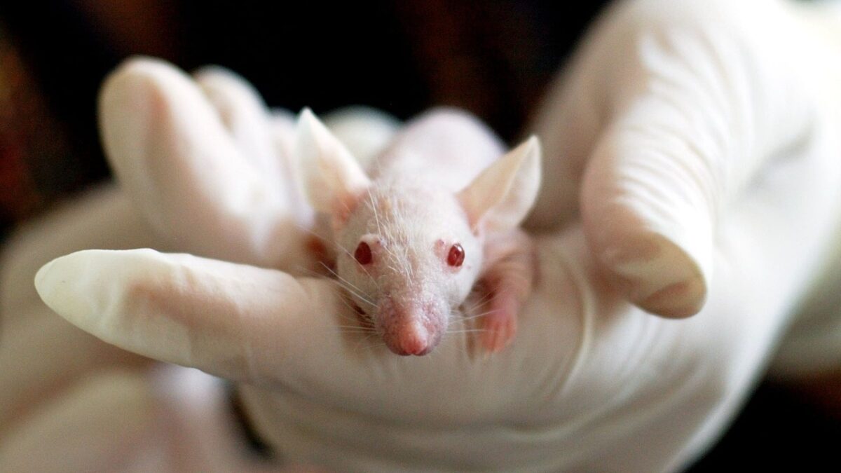 Gros plan d'une petite souris blanche aux yeux rouges, posée dans la paume d'une main gantée de blanc.