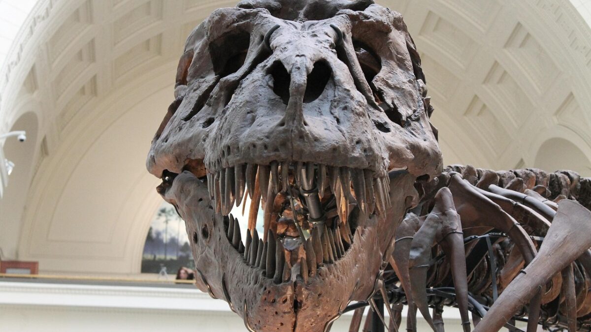 Crâne et squelette de dinosaure monté dans un musée, probablement un Tyrannosaurus rex, sous une voûte blanche.