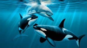 Illustration of orcas using a unique hunting strategy to prey on young great white sharks.