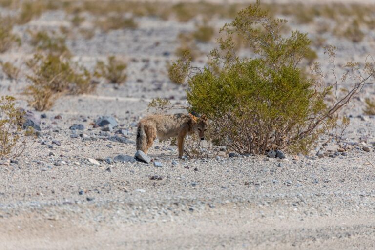 The Hollywood Sign Sits Inside a Wildlife Corridor Linking Three Los Angeles Mountain Ranges